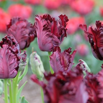 Tulipani pappagallo Black Parrot