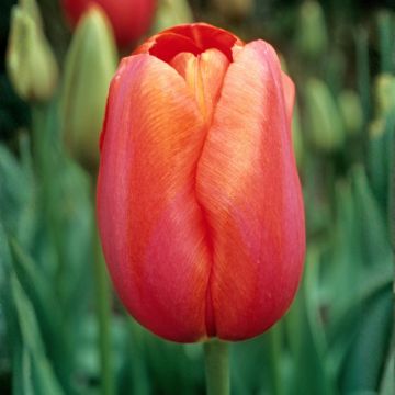 Tulipano semplice tardivo Avignon