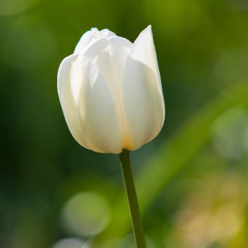Tulipano semplice tardivo Maureen