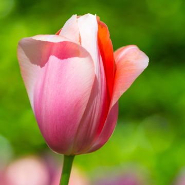 Tulipe Triomphe Menton