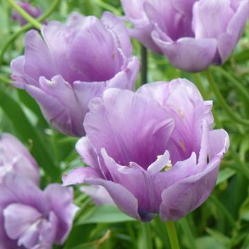 Tulipano semplice tardivo Violet Beauty