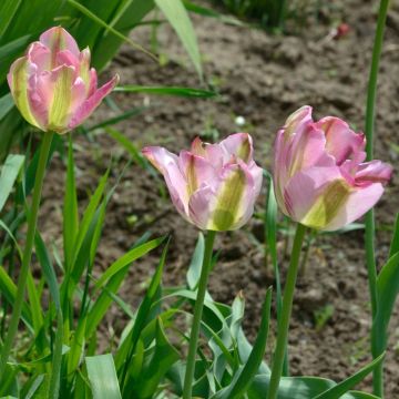 Tulipano viridiflora Groenland