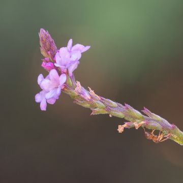 Verbena comune o Verbena officinalis Bampton