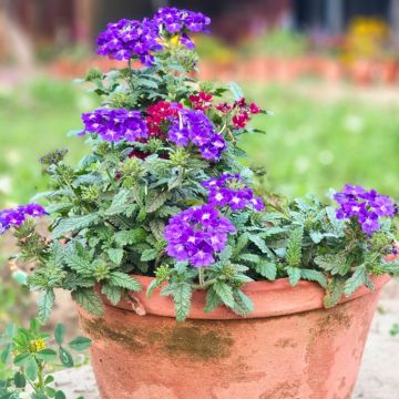 Verbena VEPITA Pearl Blue