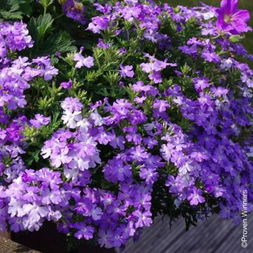 Verbena VIRGO Sky Blue