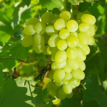 Vite da tavola Centennial Vite da tavola Centennial