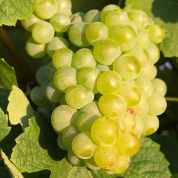 Vite da tavola Chasselas Doré