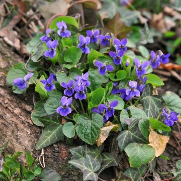 Viola mammola o Viola odorata