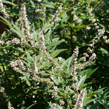 Vitex Albus - Agnocasto bianco