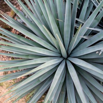 Yucca blu French Flag