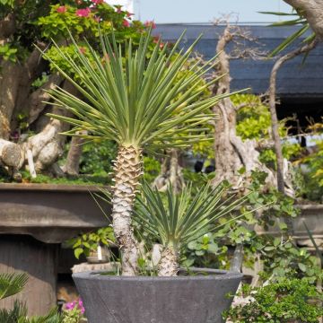 Yucca a foglie d'aloe o Yucca aloifolia