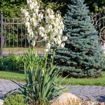 Yucca filamentosa