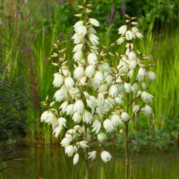 Yucca filamentosa Ivory Tower