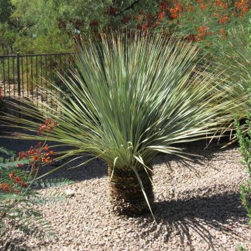 Yucca rostrata o yucca blu