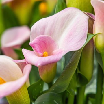Arum o Calla rosa - Zantedeschia Pink Flamingo