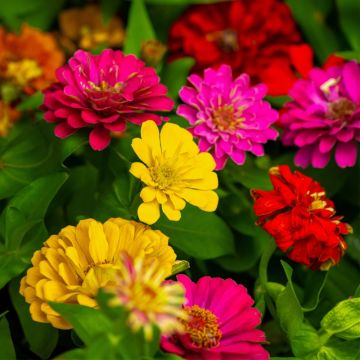 Zinnia Gigante Della California