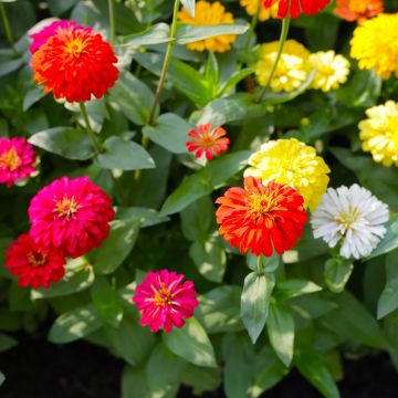 Zinnia Lilliput in mix
