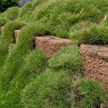 Zoysia tenuifolia