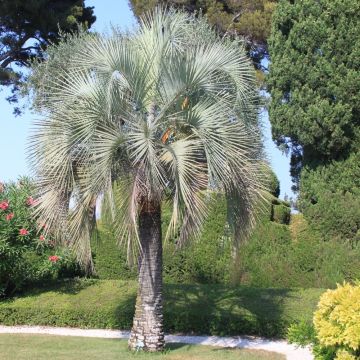 Palmier Butia capitata ou Butia odorata ou Palmier abricot