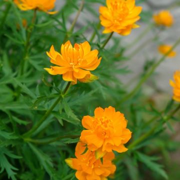 Trollius Orange Globe