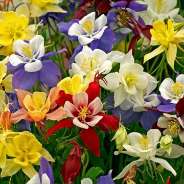 Aquilegia in miscuglio Aquilegia in miscuglio