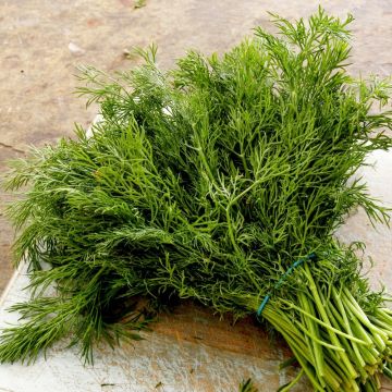 Aneto officinale BIO per Giardini Indoor Aneto officinale BIO per Giardini Indoor