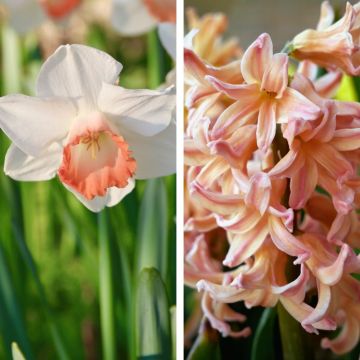 Assortimento LES ABRICOTS