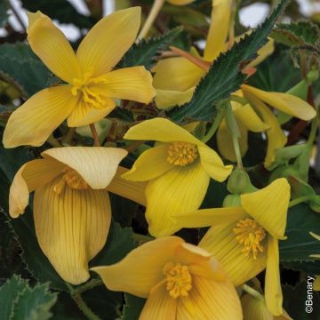 Bégonia boliviensis GROOVY F1 Yellow Bégonia boliviensis GROOVY F1 Yellow