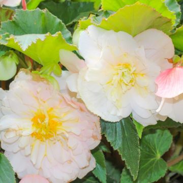 Begonia a CASCATA ODORATA ® Bianco/Rosa