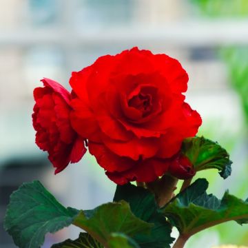 Begonia a CASCADE ODORATA ® Rossa/Rosa