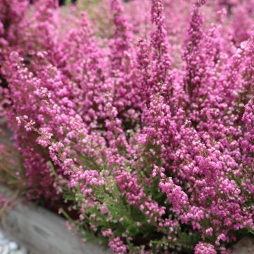 Bruyère ou Erica gracilis BEAUTY QUEEN