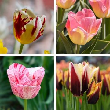 Collezione 40 Tulipani Trionfo