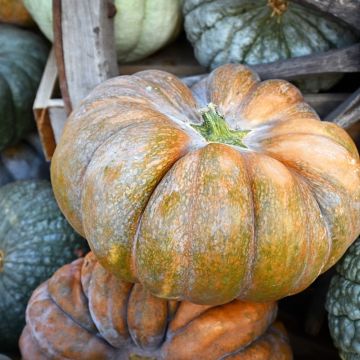 Zucca musquee Muscade Zucca musquee Muscade