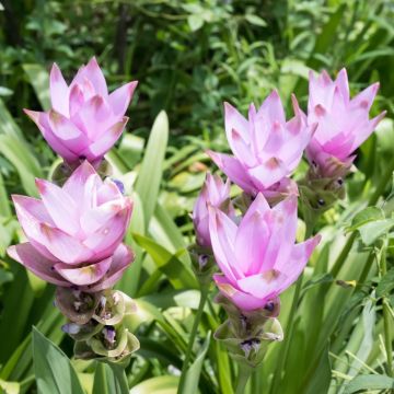 Curcuma Alismatifolia Curcuma Alismatifolia