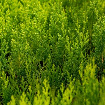 Cipresso di Leyland Ace Curls Cipresso di Leyland Ace Curls