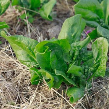 Spinacio Butterflay BIO