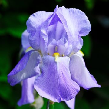 Iris a grandi fiori Blue Shimmer Iris a grandi fiori Blue Shimmer