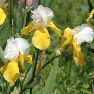 Iris a grandi fiori Pinnacle Iris a grandi fiori Pinnacle