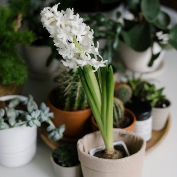 Giacinti bianchi in vaso pronti a fiorire