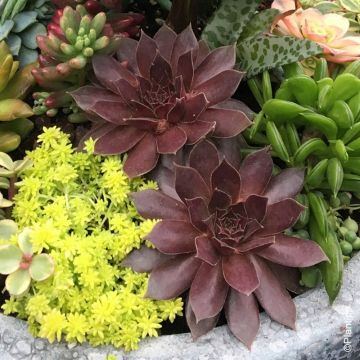 Semprevivo o Sempervivum CHICK CHARMS ® Chocolate Kiss