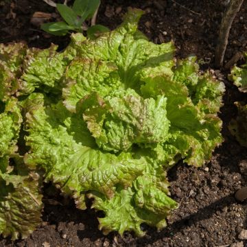 Lattuga Batavia bionda a bordo rosso 2 BIO