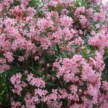 Laurier-rose ou Nerium oleander Magaly Laurier-rose ou Nerium oleander Magaly
