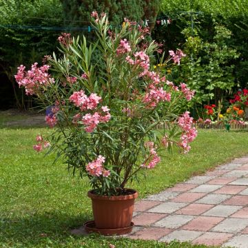 Laurier-rose ou Nerium oleander Minouche Laurier-rose ou Nerium oleander Minouche