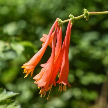 Caprifoglio o Lonicera sempervirens Major Wheeler