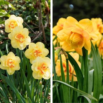 Narcisi doppi in mix