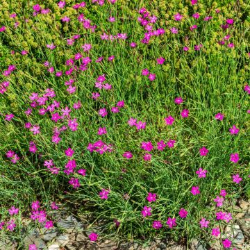 Garofano Deltoides rosa