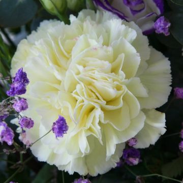 Garofano dei fioristi giallo Garofano dei fioristi giallo