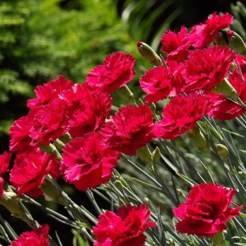 Garofano alpino 'Fire Star'