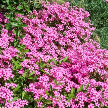 Oxalis articulata o Acetosella rizomatosa