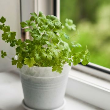 Prezzemolo gigante italiano BIO per Giardini Indoor